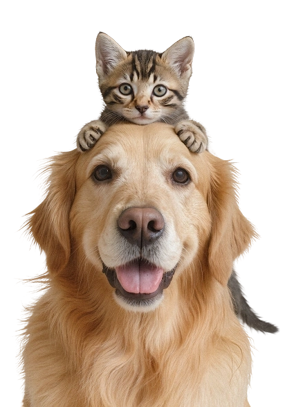 Vous recherchez une solution de garde ou un accompagnement pour votre chien ?