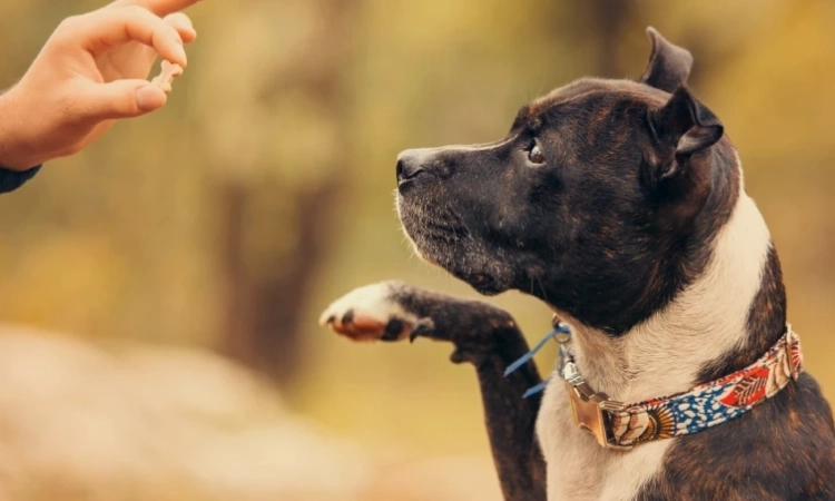 Une professionnelle passionnée au service de vos animaux